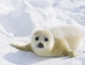 Harp Seal