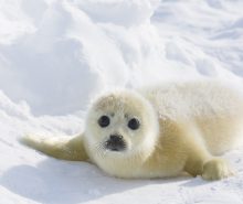 Harp Seal