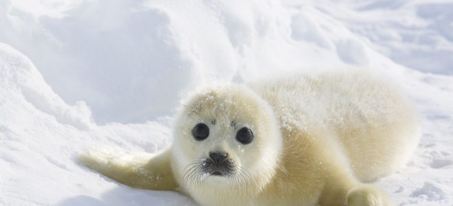 Harp Seal