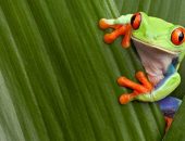 Red Eye Tree Frog