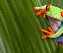 Red Eye Tree Frog