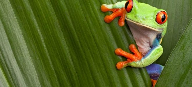 Red Eye Tree Frog