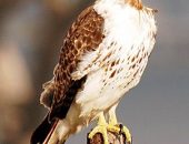 Red Tailed Hawk