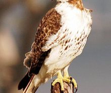 Red Tailed Hawk