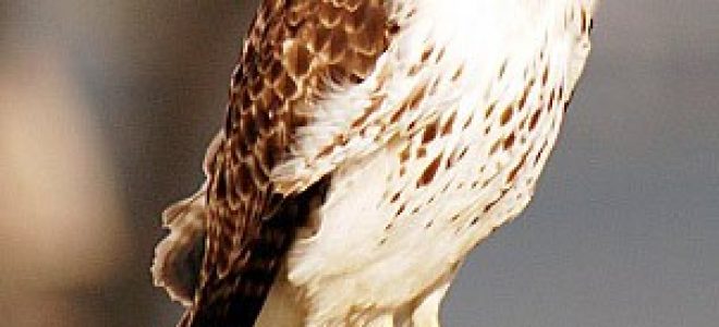 Red Tailed Hawk