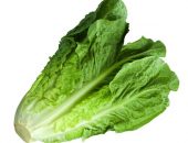 Romaine Lettuce