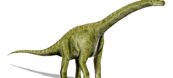 Brachiosaurus