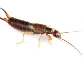 Earwigs