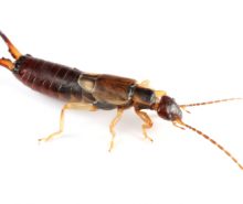 Earwigs