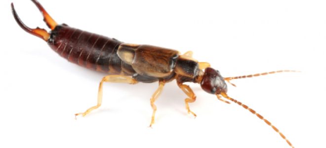 Earwigs