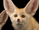 Fennec Fox