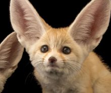 Fennec Fox