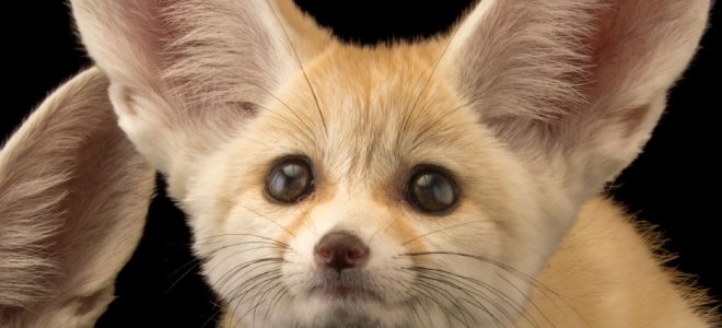 Fennec Fox